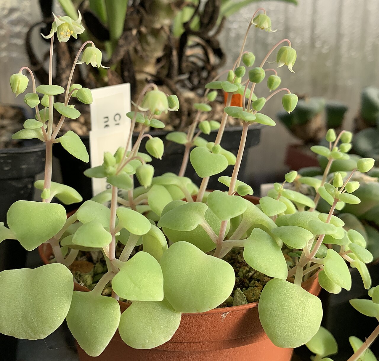Crassula nemorosa: Crassula nemorosa , in Kultur