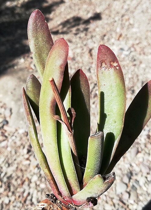 Crassula nudicaulis: Crassula nudicaulis var nudicaulis specimen