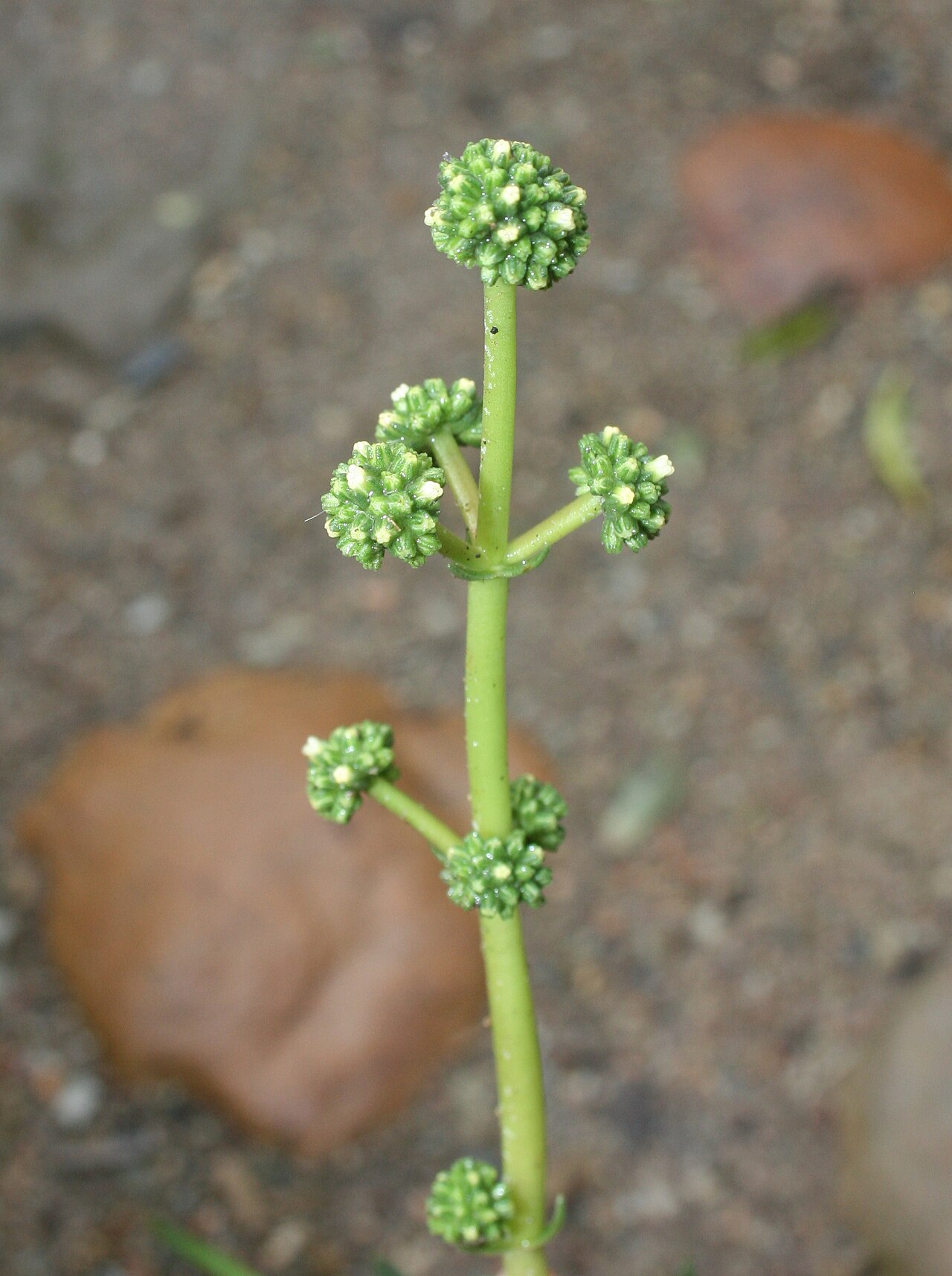 Crassula nudicaulis: Crassula nudicaulis