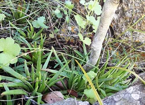 Crassula nudicaulis: Crassula nudicaulis var nudicaulis