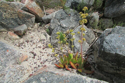Crassula nudicaulis (Crassula nudicaulis)