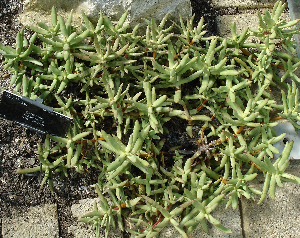 Crassula nudicaulis (Crassula nudicaulis)