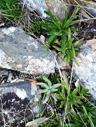 Crassula nudicaulis: Crassula nudicaulis var nudicaulis