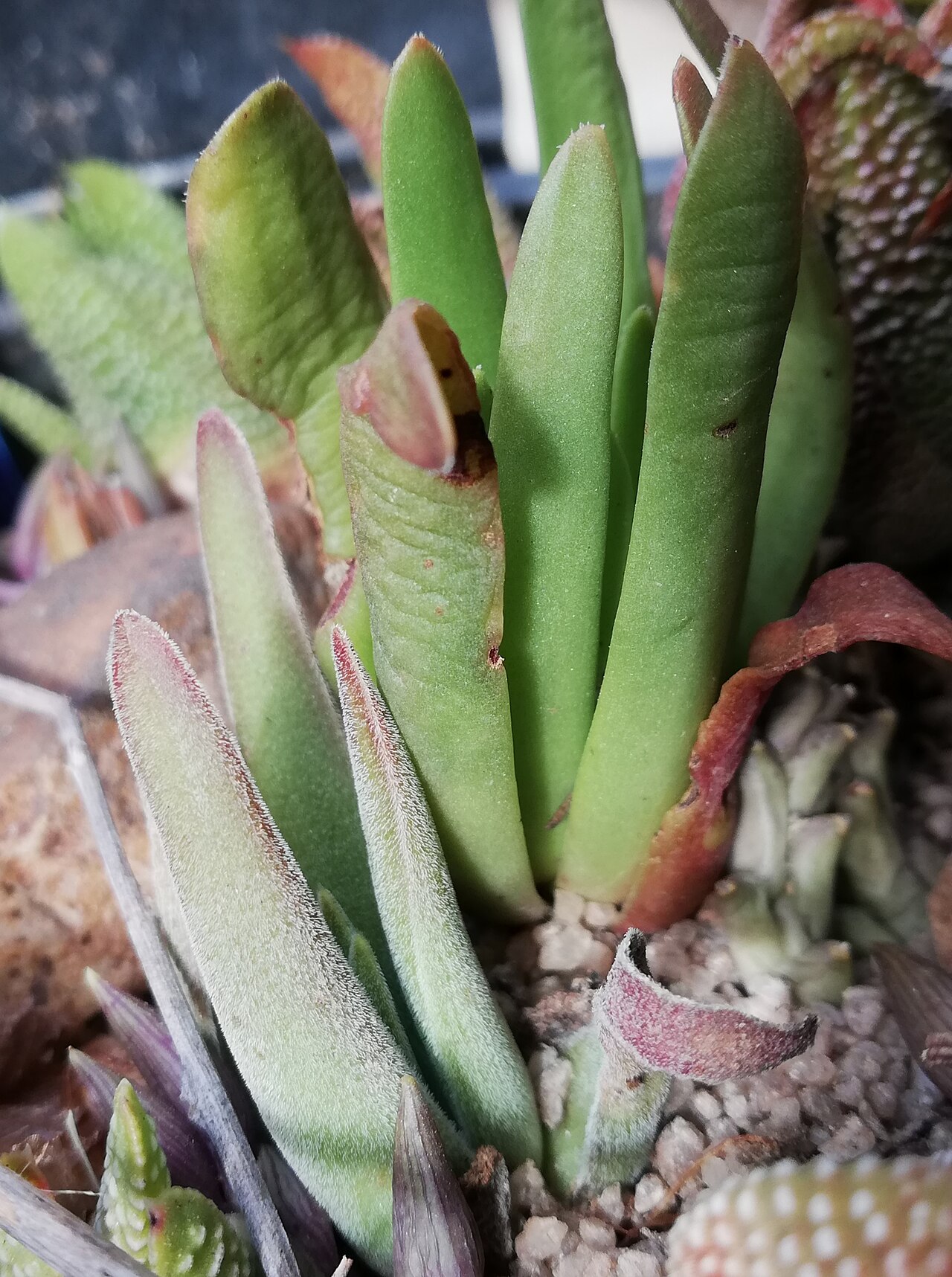 Crassula nudicaulis: Crassula nudicaulis - smooth and hairy forms