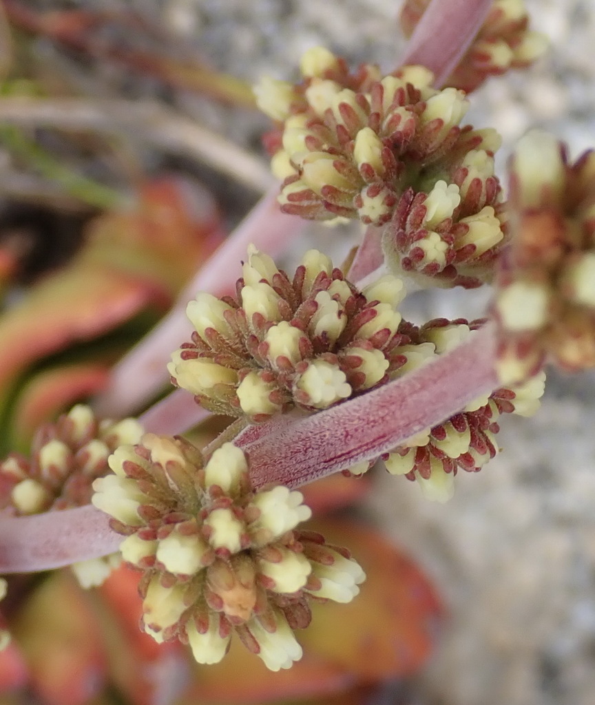 Crassula nudicaulis (Crassula nudicaulis)
