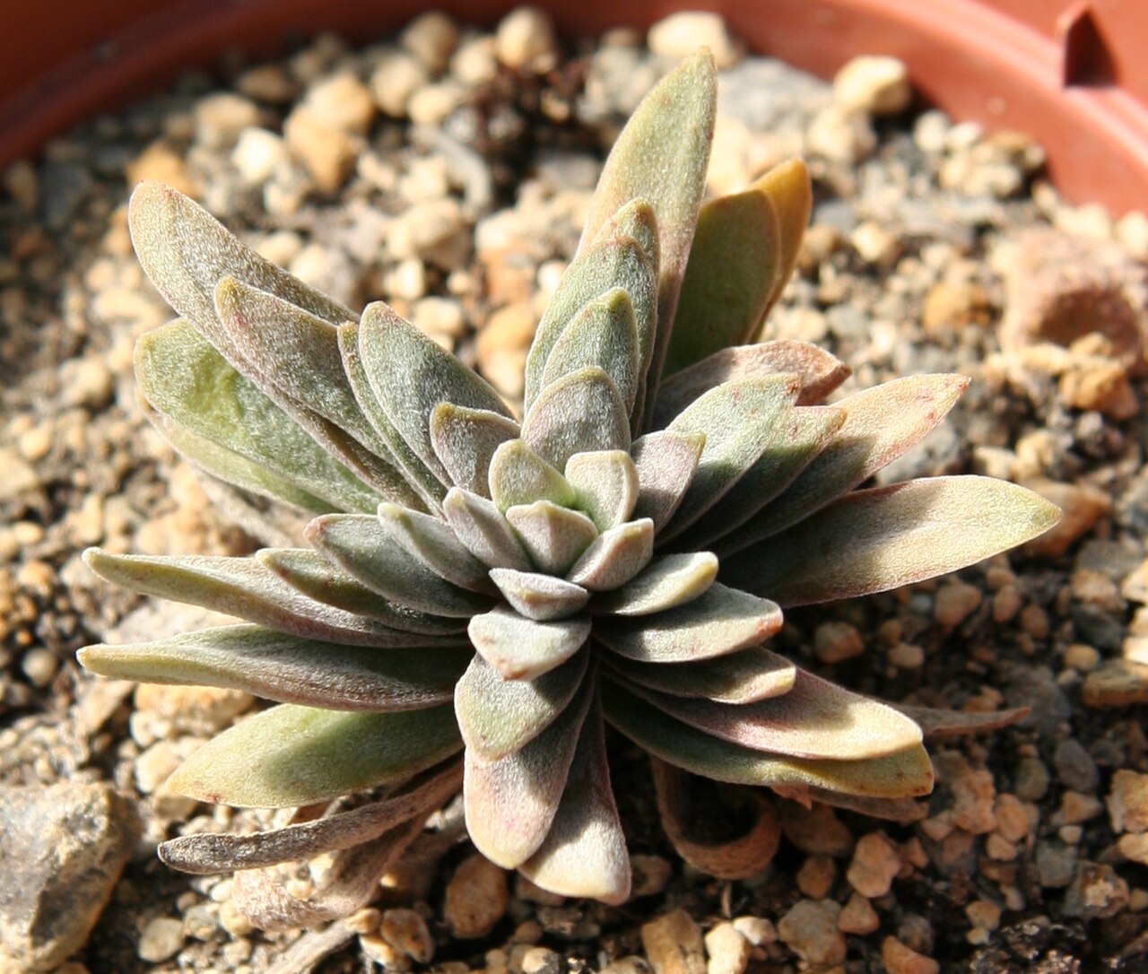 Crassula nudicaulis: Crassula nudicaulis