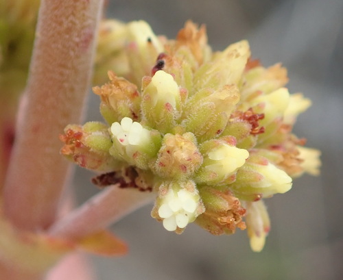 Crassula nudicaulis (Crassula nudicaulis)