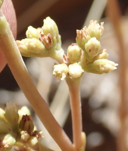 Crassula nudicaulis (Crassula nudicaulis)