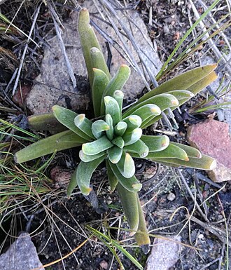 Crassula nudicaulis: Crassula nudicaulis var nudicaulis