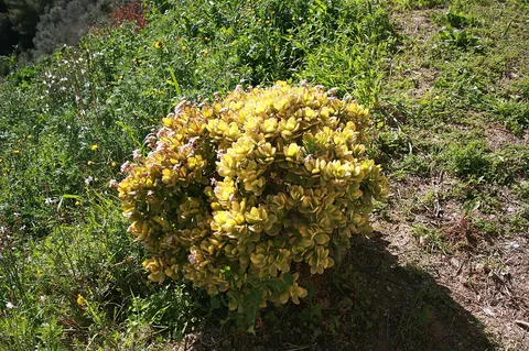 Jade plant: Santuari de Nostra Senyora de Gràcia, Puig de Randa in Algaida, Mallorca