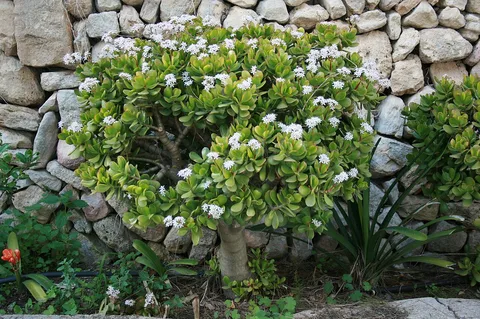 Jade plant: Ermita de Sant Honorat, Puig de Randa in Algaida, Mallorca