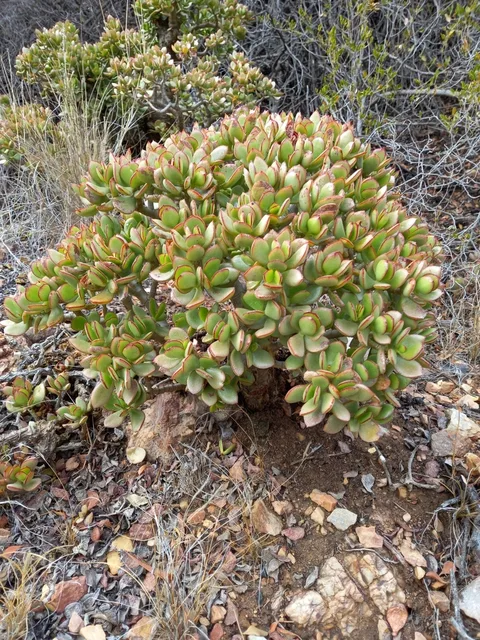Jade plant (Crassula ovata)