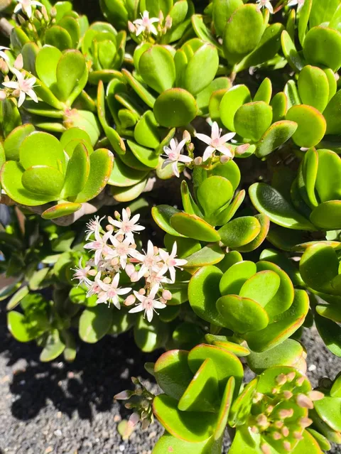 Jade plant (Crassula ovata)