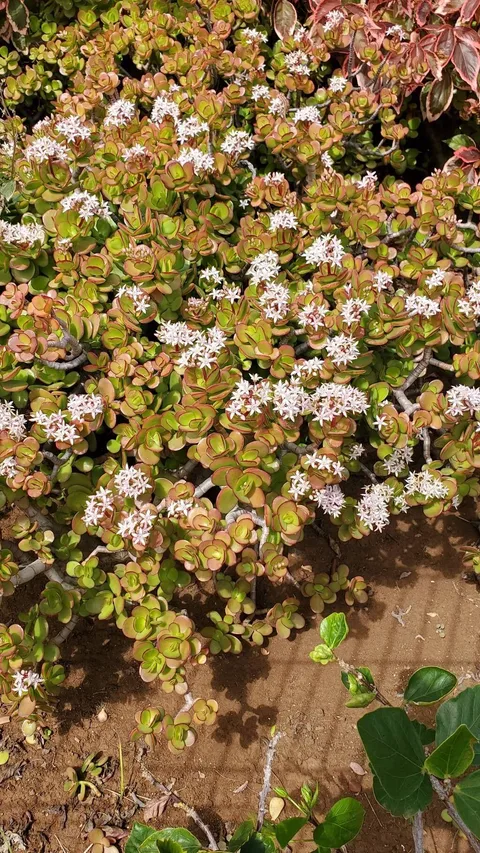 Jade plant (Crassula ovata)