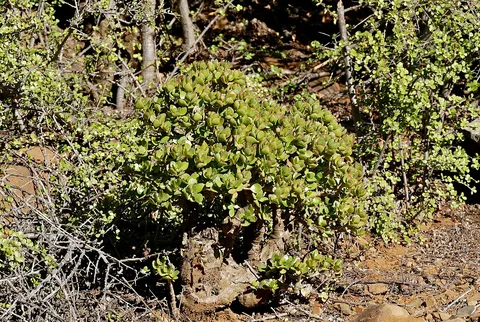 Jade plant: Valley of Desolation Road, Camdeboo NP, Eastern Cape, SOUTH AFRICA