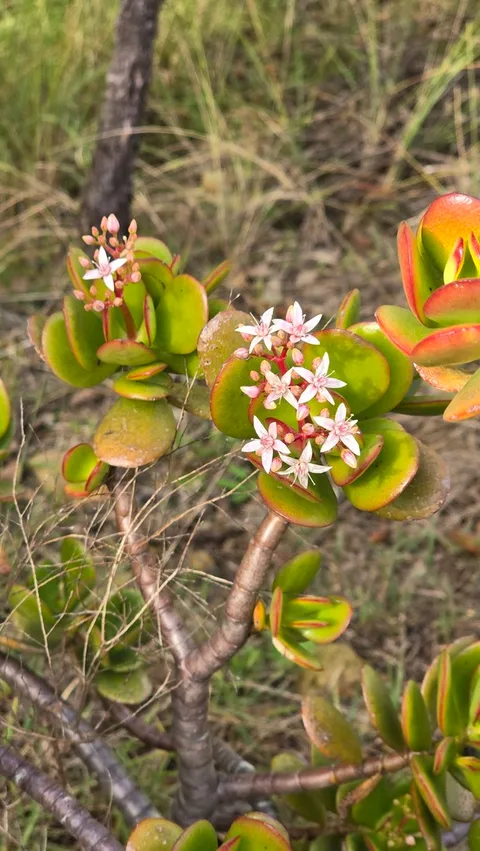 Jade plant (Crassula ovata)