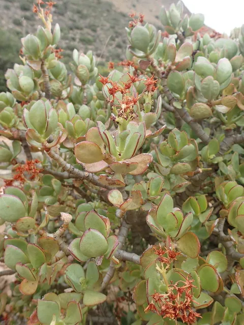 Jade plant (Crassula ovata)