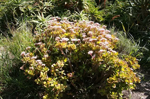 Jade plant: Santuari de Nostra Senyora de Gràcia, Puig de Randa in Algaida, Mallorca