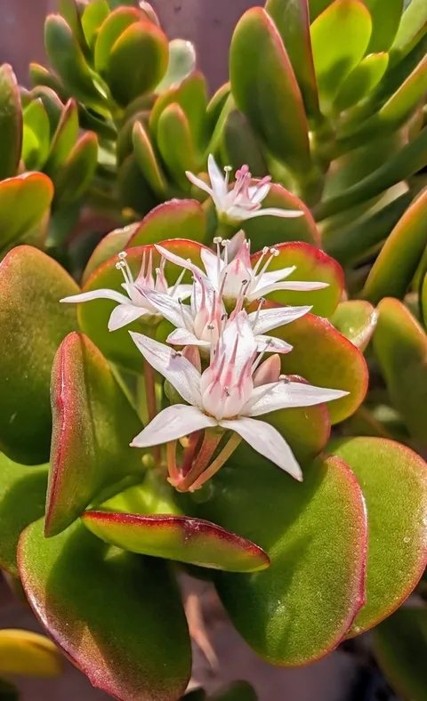 Jade plant (Crassula ovata)