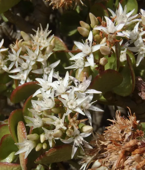 Jade plant (Crassula ovata)