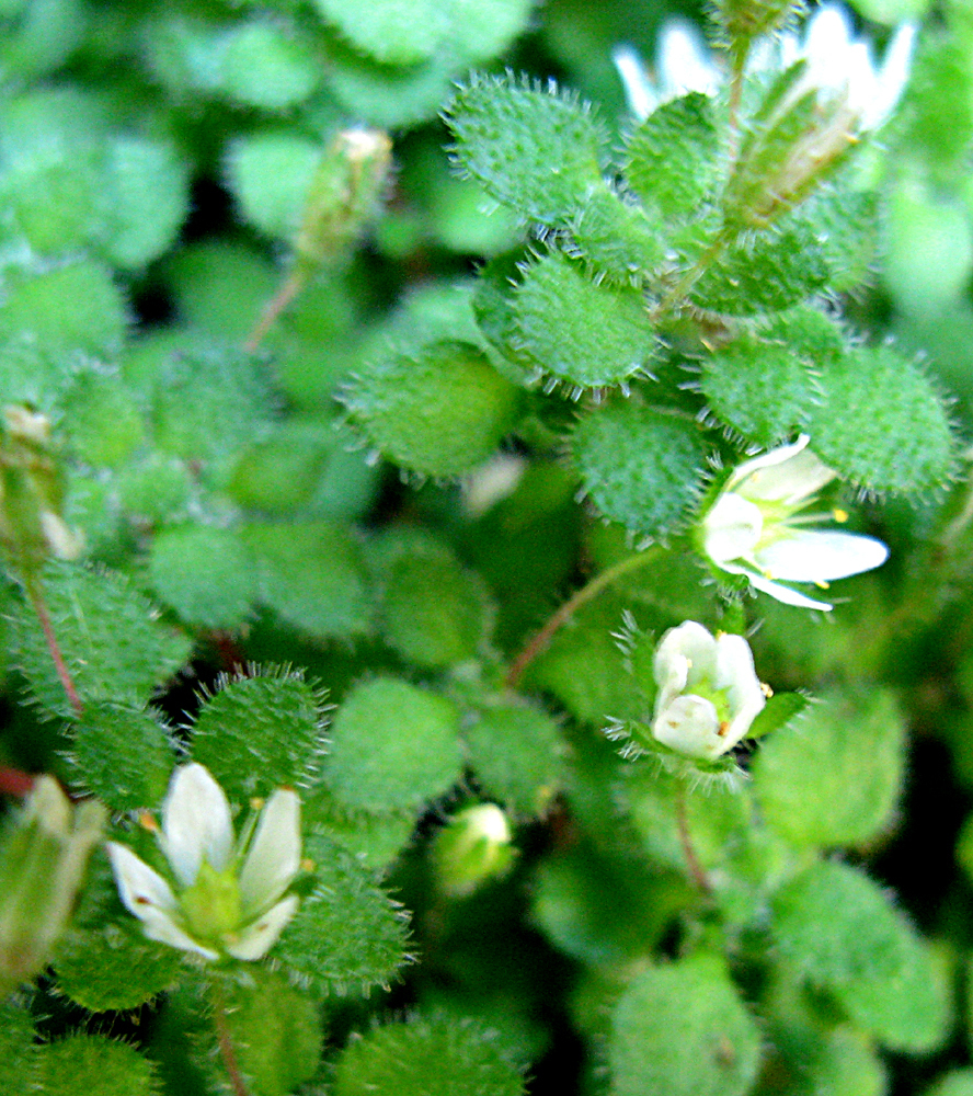Crassula peculiaris (Crassula peculiaris)