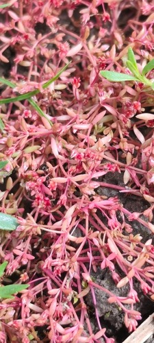 Purple pigmyweed (Crassula peduncularis)