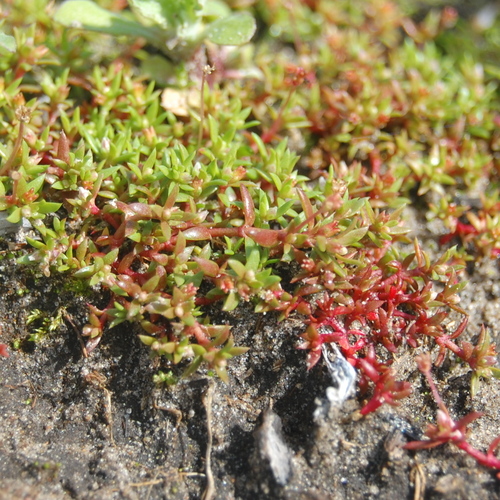 Purple pigmyweed (Crassula peduncularis)