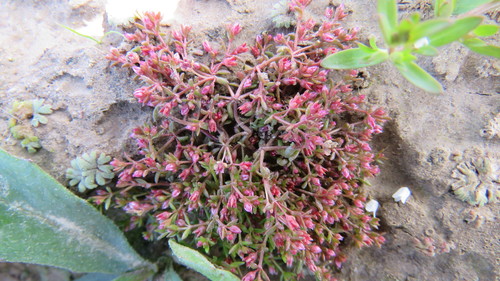 Purple pigmyweed (Crassula peduncularis)