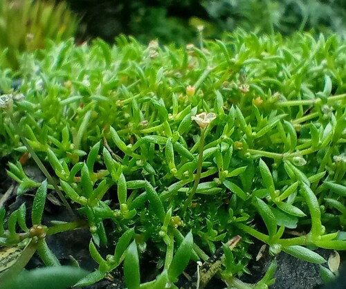 Purple pigmyweed (Crassula peduncularis)