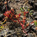 Purple pigmyweed (Crassula peduncularis)