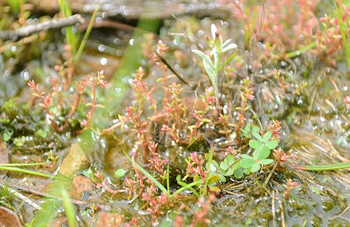 Purple pigmyweed: This is the only Crassulaceae species native in Brazil. Photographed on Caçapava do Sul, at the state of Rio Grande do Sul, Brazil.
