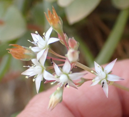 Crassula pellucida (Crassula pellucida)