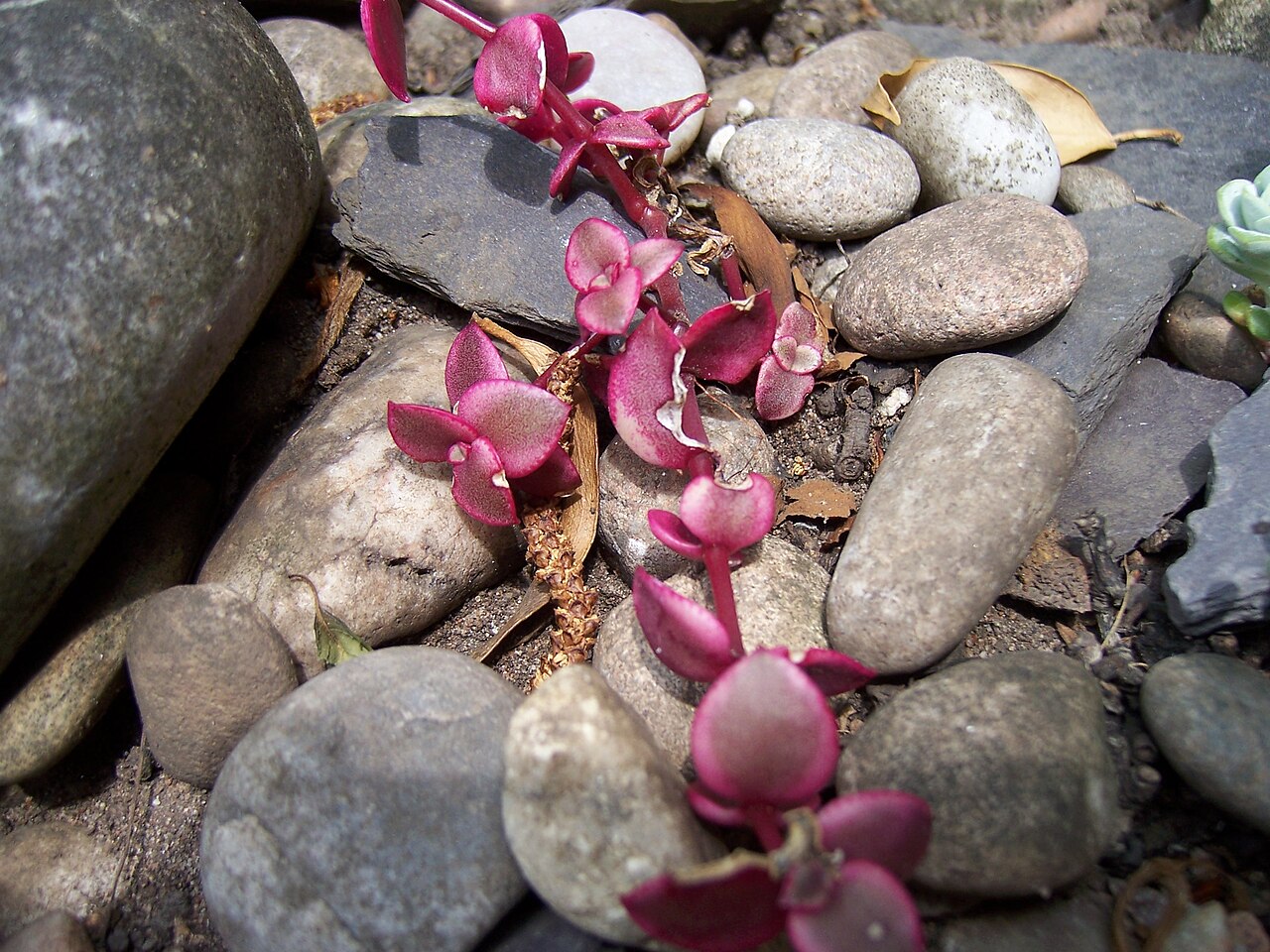Crassula pellucida: Crassula Marginata Varigata