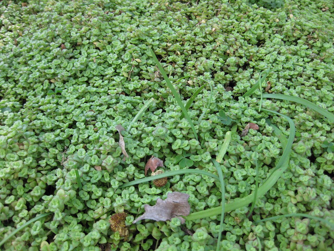 Crassula pellucida: This photo is from Gardenology.org and is available under CC-BY-SA 3.0 license. If you use it, please include attribution to Gardenology.org, with a link if the