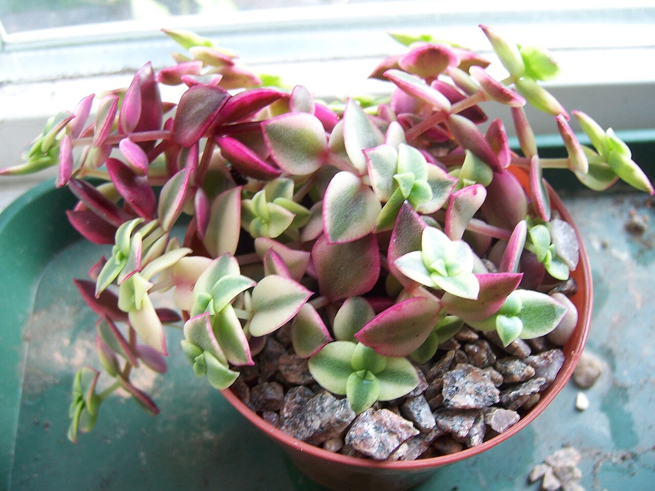 Crassula pellucida: Crassula pellucida marginalis Variegata