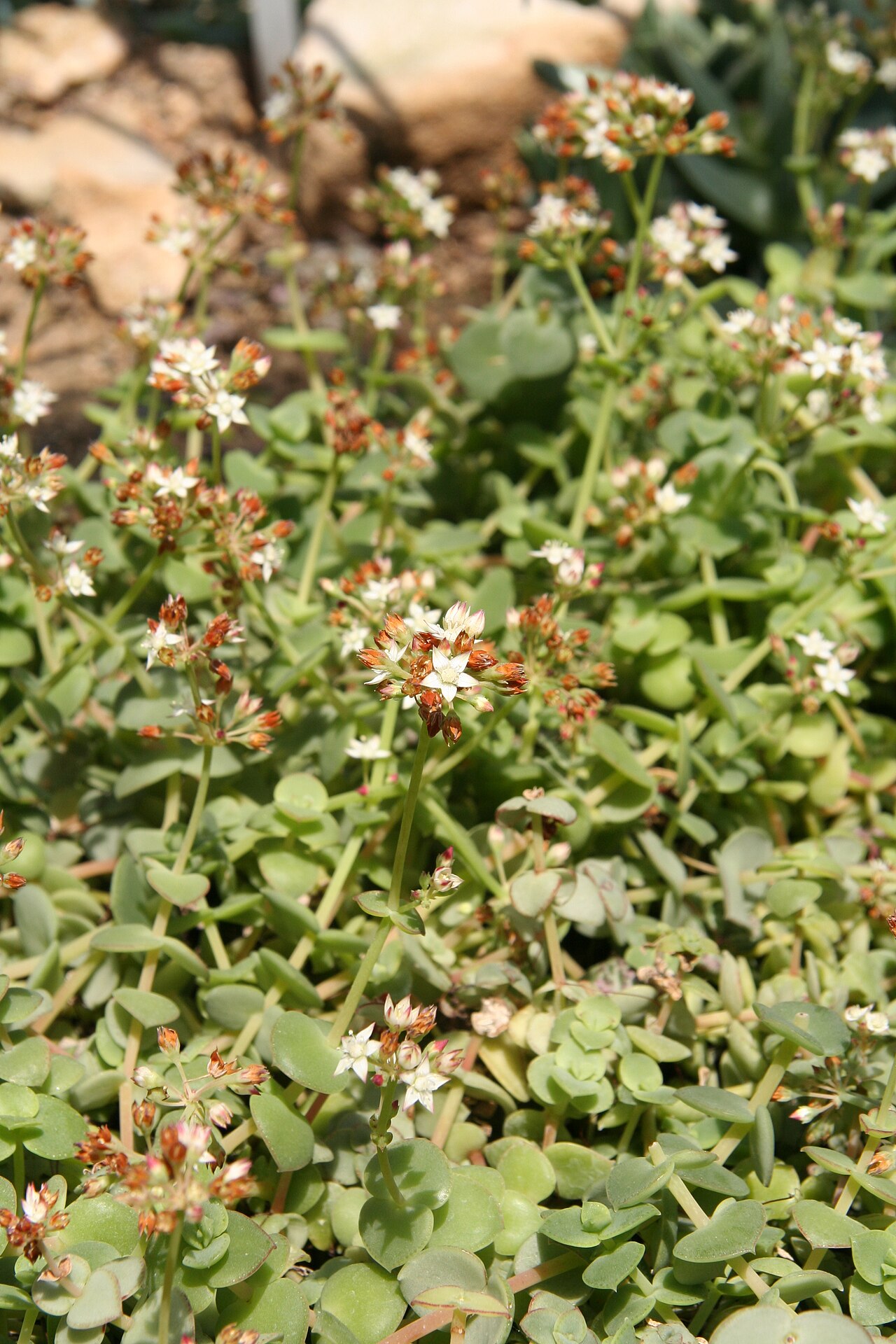 Crassula pellucida: Crassula pellucida im Botanischen Garten Berlin