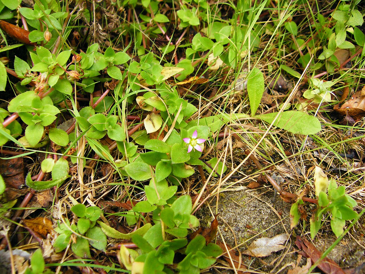 Crassula pellucida: Stonecrop