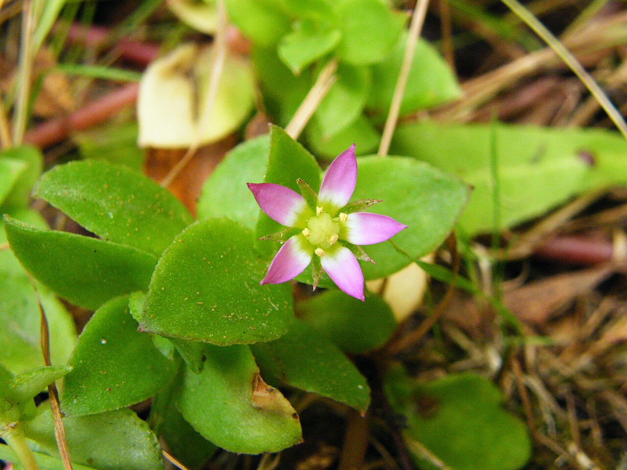 Crassula pellucida: Stonecrop
