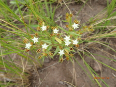 Crassula pellucida (Crassula pellucida)