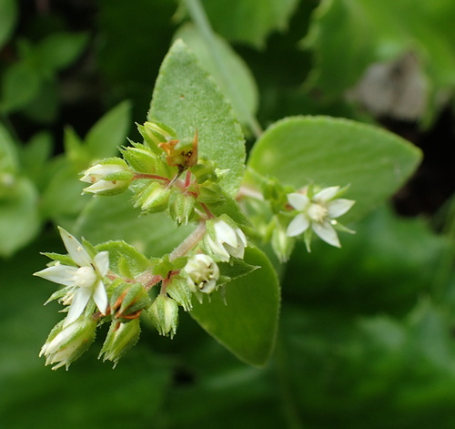 Crassula pellucida (Crassula pellucida)