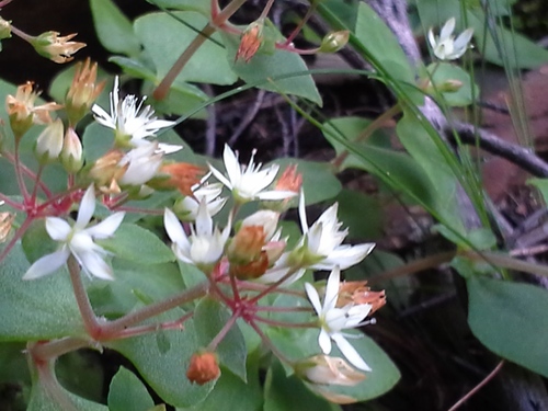 Crassula pellucida (Crassula pellucida)