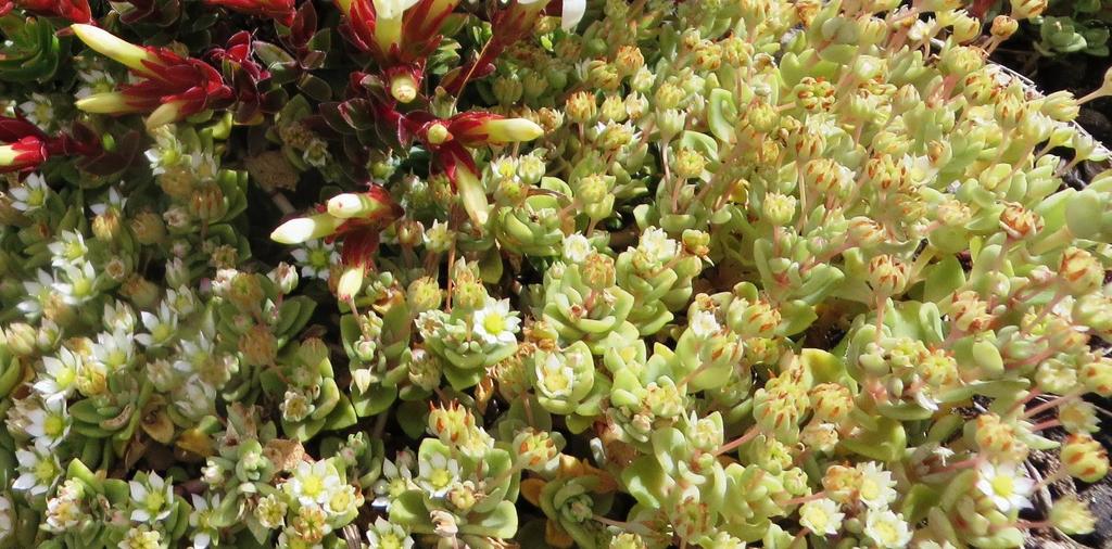 Crassula pellucida (Crassula pellucida)