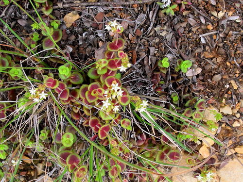Crassula pellucida (Crassula pellucida)