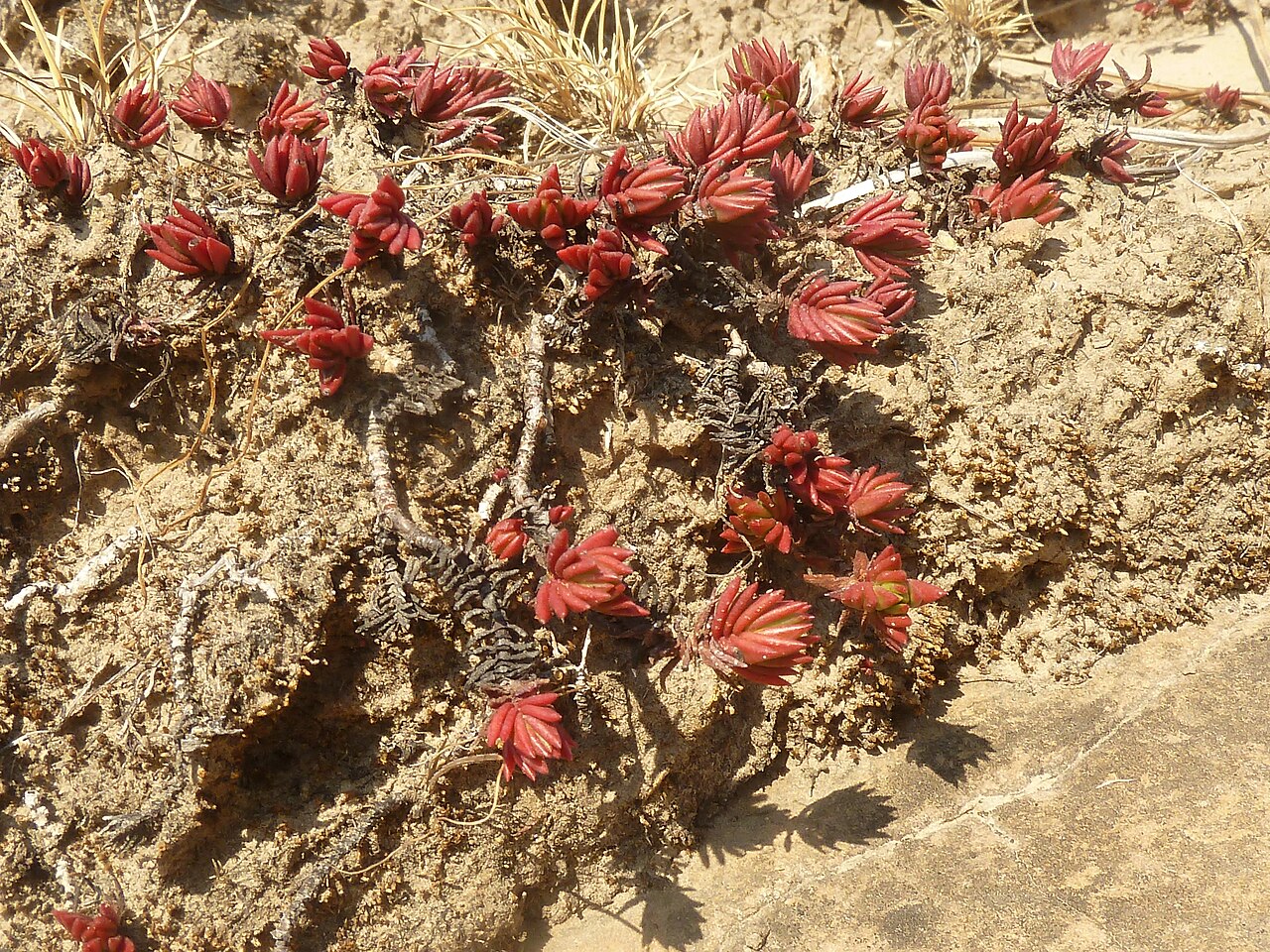 Crassula peploides: Habit of Crassula peploides on a hillside south of Clarens, Free State