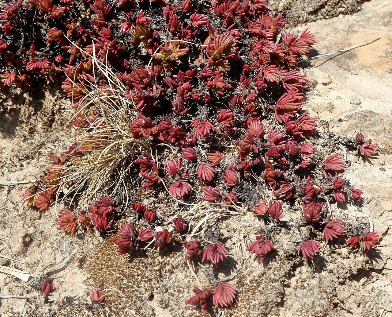 Crassula peploides: Habit of Crassula peploides on a hillside south of Clarens, Free State