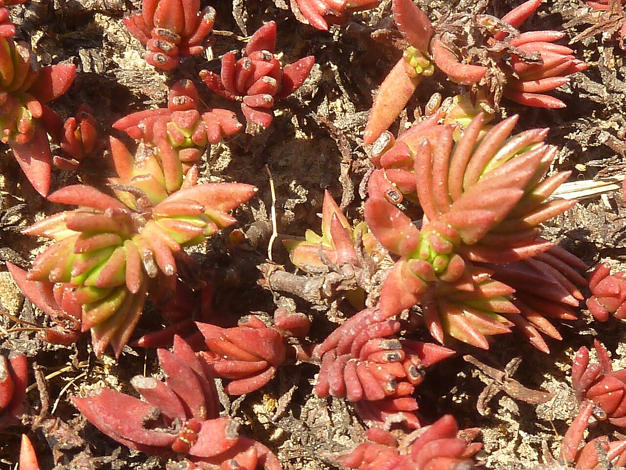 Crassula peploides: Leaves of Crassula peploides , on a hillside south of Clarens, Free State