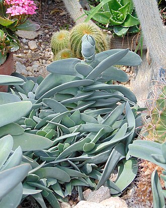 Crassula perfoliata: Crassula perfoliata Please respect author's moral rights by not changing this description or the image title.