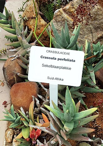 Crassula perfoliata: Crassula perfoliata - RSA 5