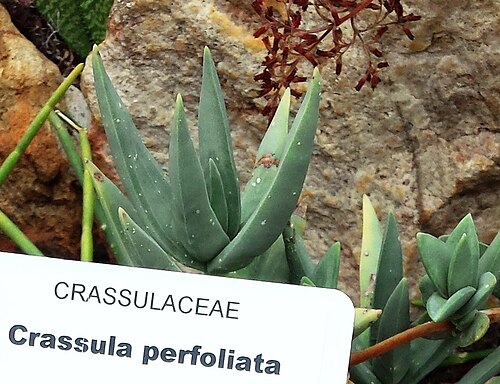 Crassula perfoliata: Crassula perfoliata. Stellenbosch gardens.