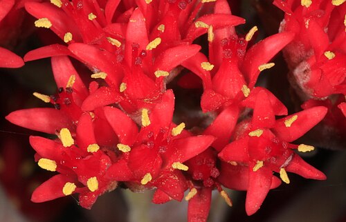 Crassula perfoliata: Crassula perfoliata